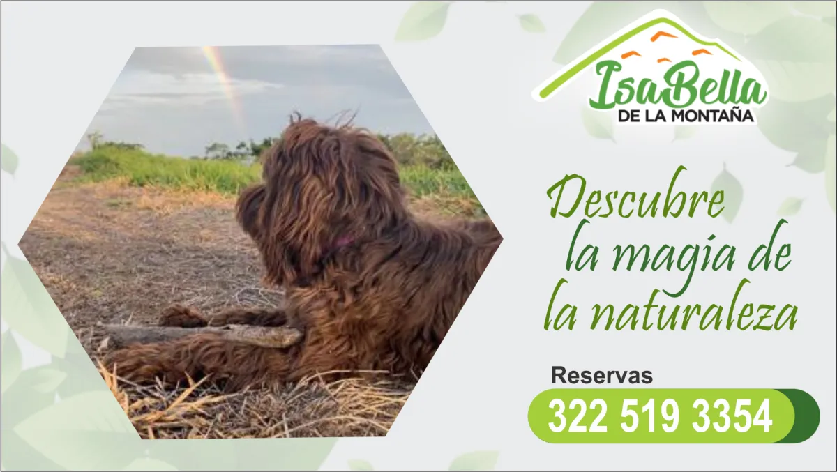 Galería Glamping Isabela de la Montaña - Foto 12